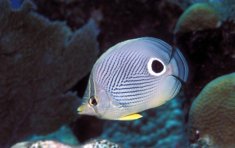 Chaetodon capistratus (Pesce farfalla quattr'occhi)